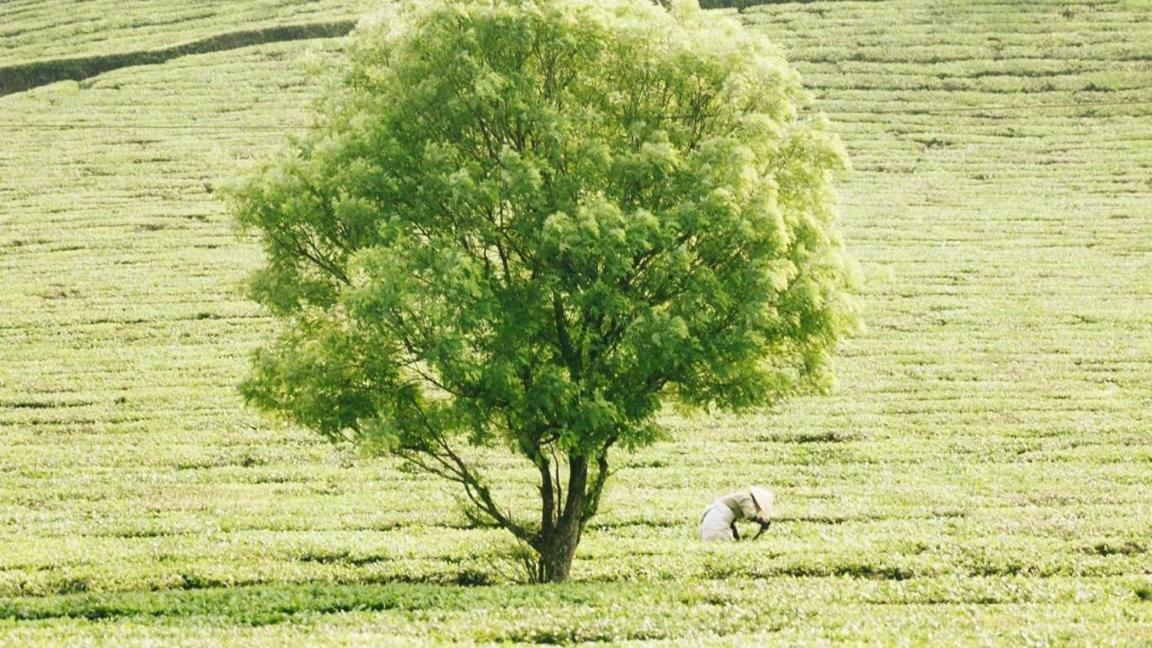 Mum Homestay Moc Chau Dış mekan fotoğraf